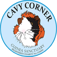 Cavy Corner Guinea Pig Sanctuary attend YCC2019